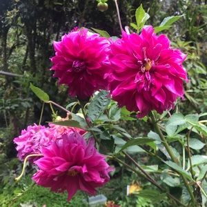 Meet your Posher, Caterina